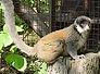 lemur